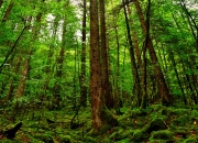 开云sport-帝国军团与翼骑兵的对决，当罗马的钢铁洪流淹没波兰平原