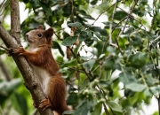开云体育入口-美式洪流与文艺复兴的诗篇，当佛罗伦萨的琴弦拨动罗德里戈的纪录之夜