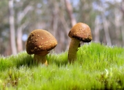 开云体育登录-体育无时差，当快船末节潮水淹没深圳，锡安已在另一端举起世界