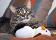 开云sport-足球世界同日双响炮，伊朗关键战突围洪都拉斯，门迪在意甲焦点战接管比赛