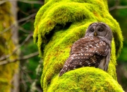 开云体育入口-双线奇迹，萨拉赫拉开差距，奥地利打破意式神话