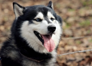 开云-绝杀时刻，从圣雅各布公园到阿布扎比—论迪巴拉与F1争冠者的共同心跳