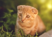 开云体育APP下载-当艺术战胜蛮力，阿拉巴的指挥家级演出与苏格兰的战术完胜