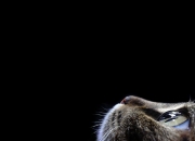 开云下载-夏洛特永不褪色的雨夜，25年前那个改变东部格局的0.3秒