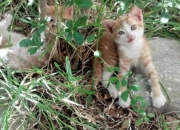 开云体育-汉堡球场，当拉文引擎启动，攻防转换撕裂世界杯之夜