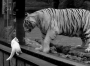 开云sport-蓝色之心，戈麦斯枢纽觉醒，塞内加尔双星助切尔西夺下冠军之钥