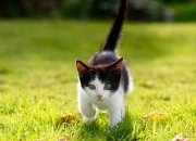 开云体育在线-跨越体育的荣耀，哈利伯顿里程碑与西甲国家德比之夜的交织