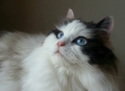 开云体育入口-燃爆！西甲德比激情夜，杜兰特暴走率队狂胜