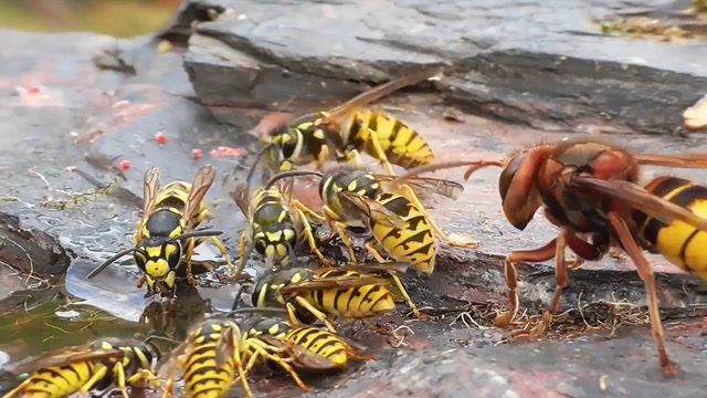 关于大黄蜂群起捍卫主场，雄踞榜首的信息