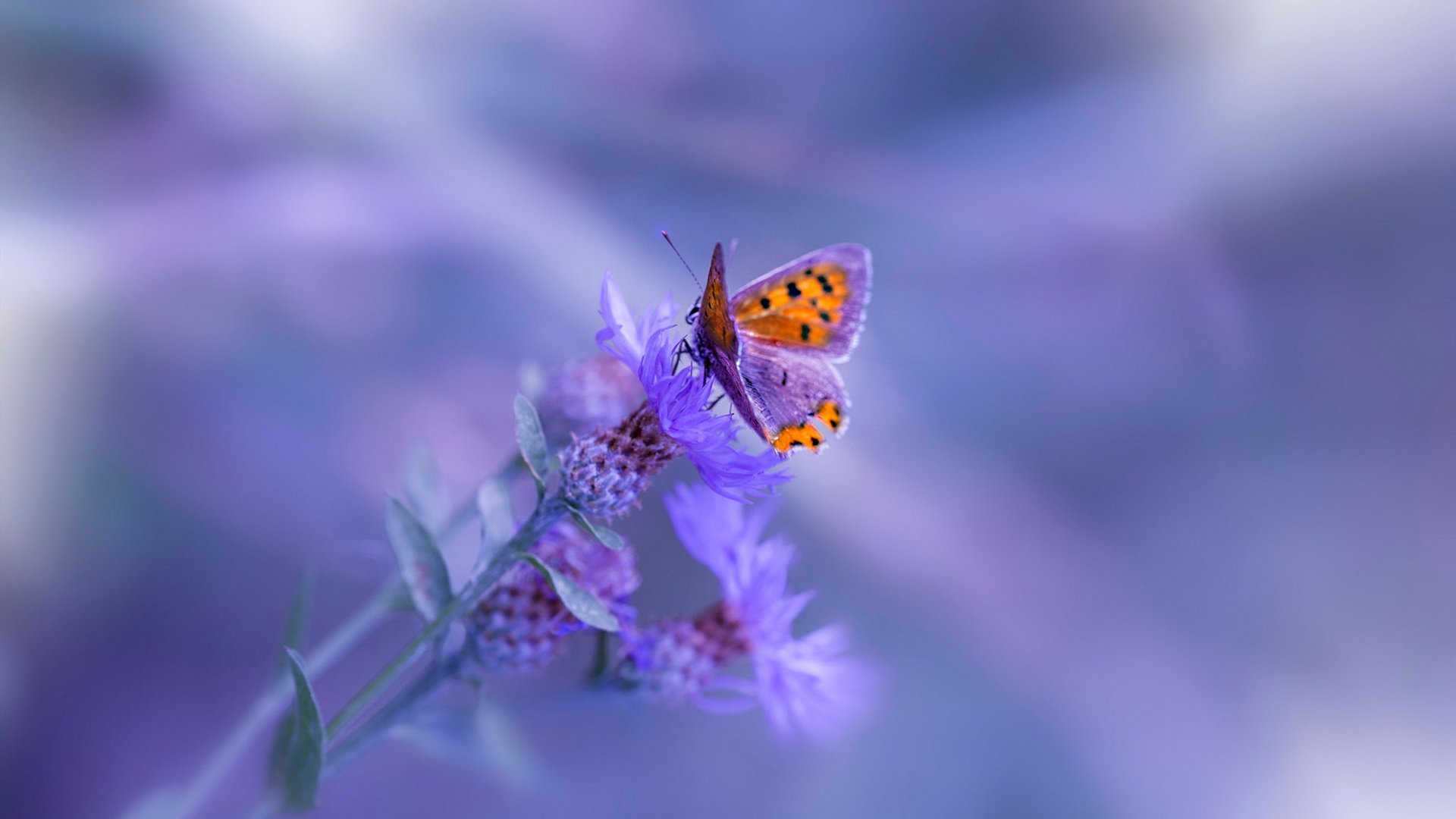 北境新王诞生,总决赛史上首次非美球队夺冠背后的经典战术博弈