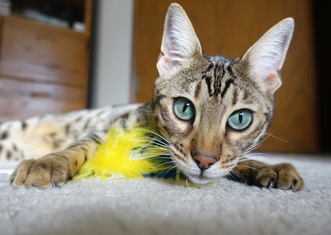 小个子终结大场面，范弗利特用手术刀切开湖人的钢铁防线