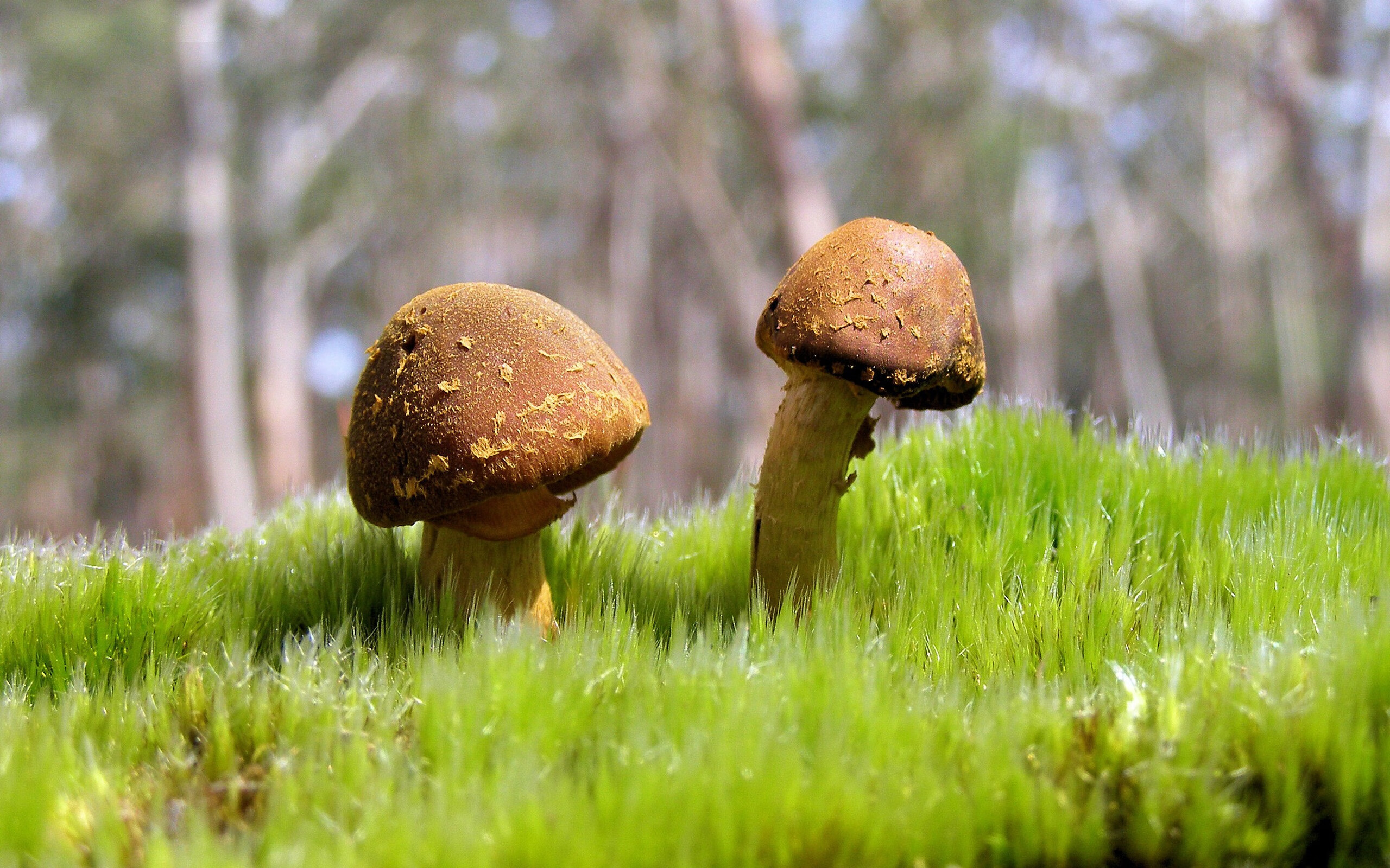 体育无时差,当快船末节潮水淹没深圳,锡安已在另一端举起世界