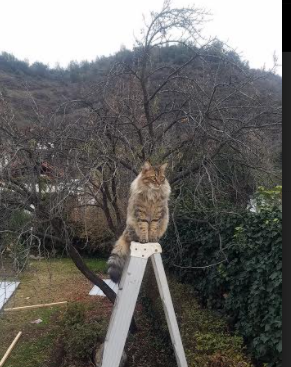 友谊赛爆冷,洪都拉斯补时绝杀利物浦,格列兹曼闪耀难救主