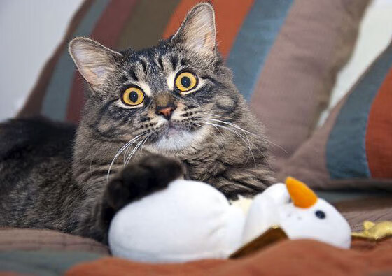 足球世界同日双响炮,伊朗关键战突围洪都拉斯,门迪在意甲焦点战接管比赛