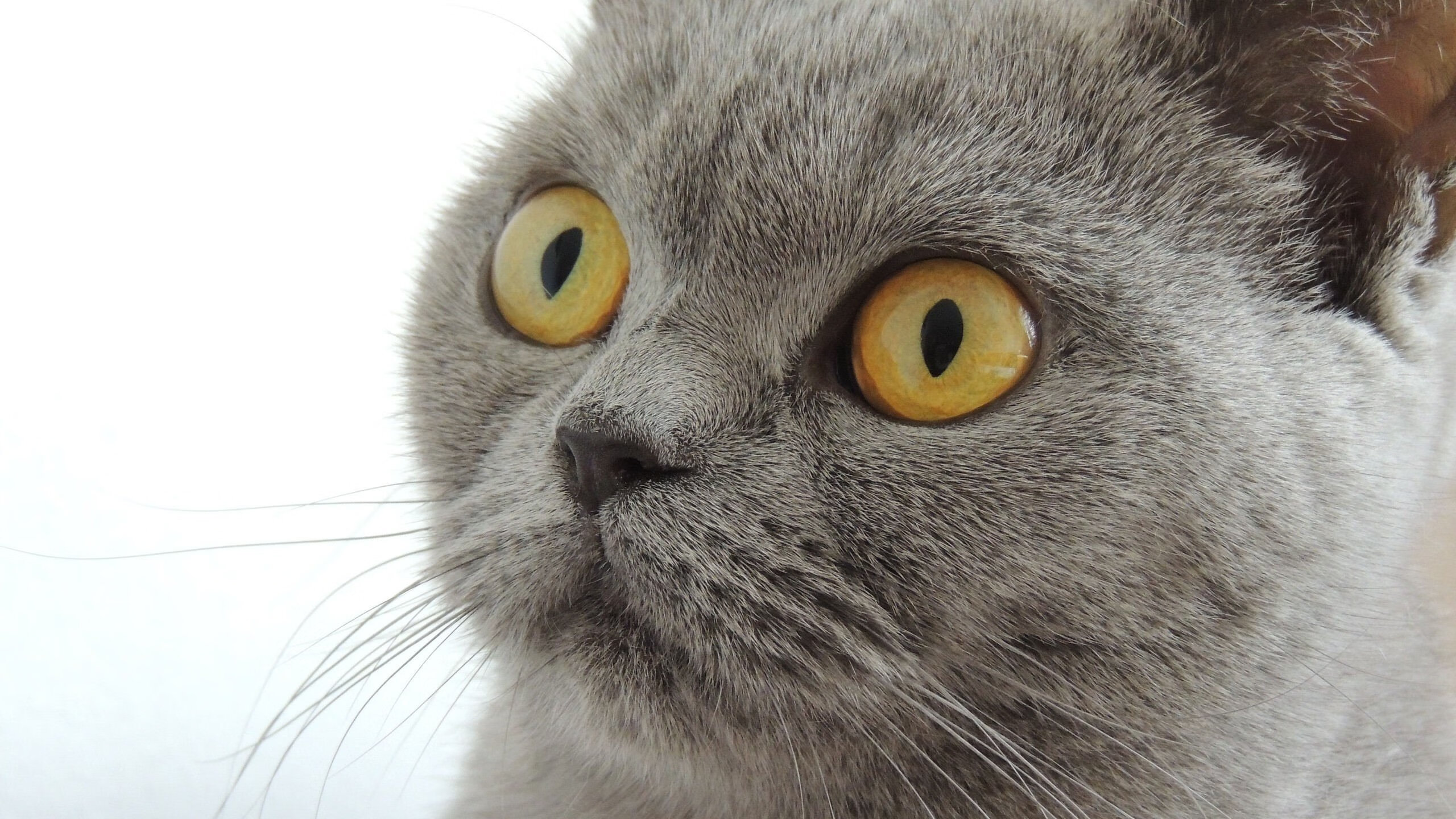 上海队带走公牛启示录，德甲争冠战背后的体育残酷美学