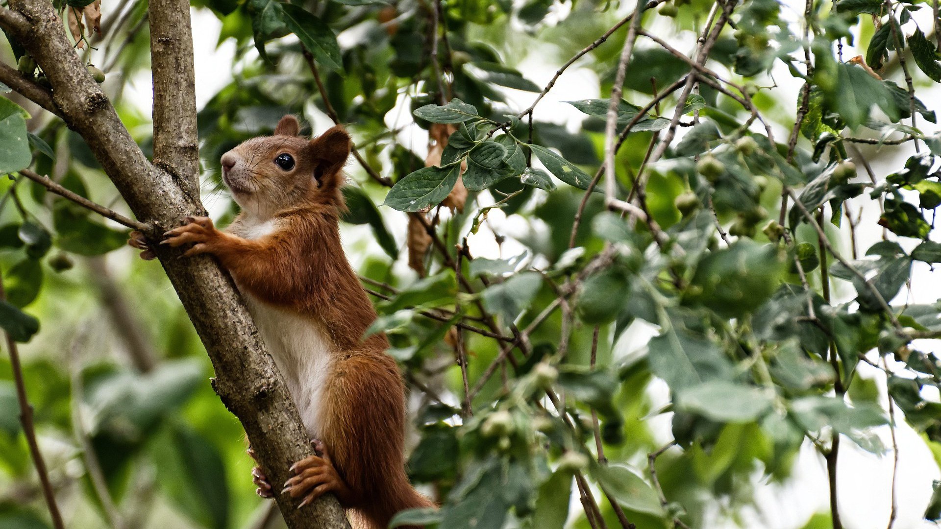 黄潜艇惊魂夜，喀麦隆利刃血拼陶瓷球场