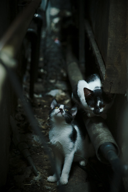 黄潜艇惊魂夜，喀麦隆利刃血拼陶瓷球场