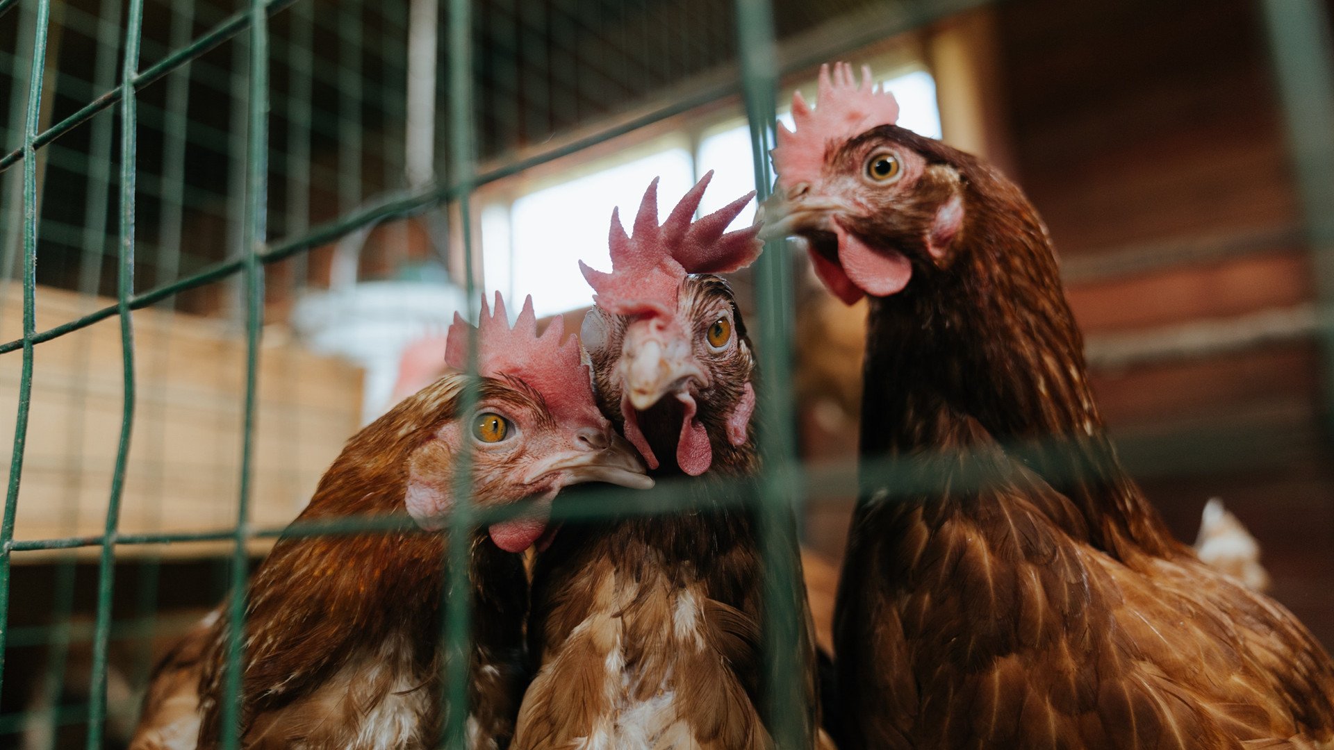 跨越半球的火焰,内马尔引爆赛场,哥伦比亚强势击碎澳大利亚梦想