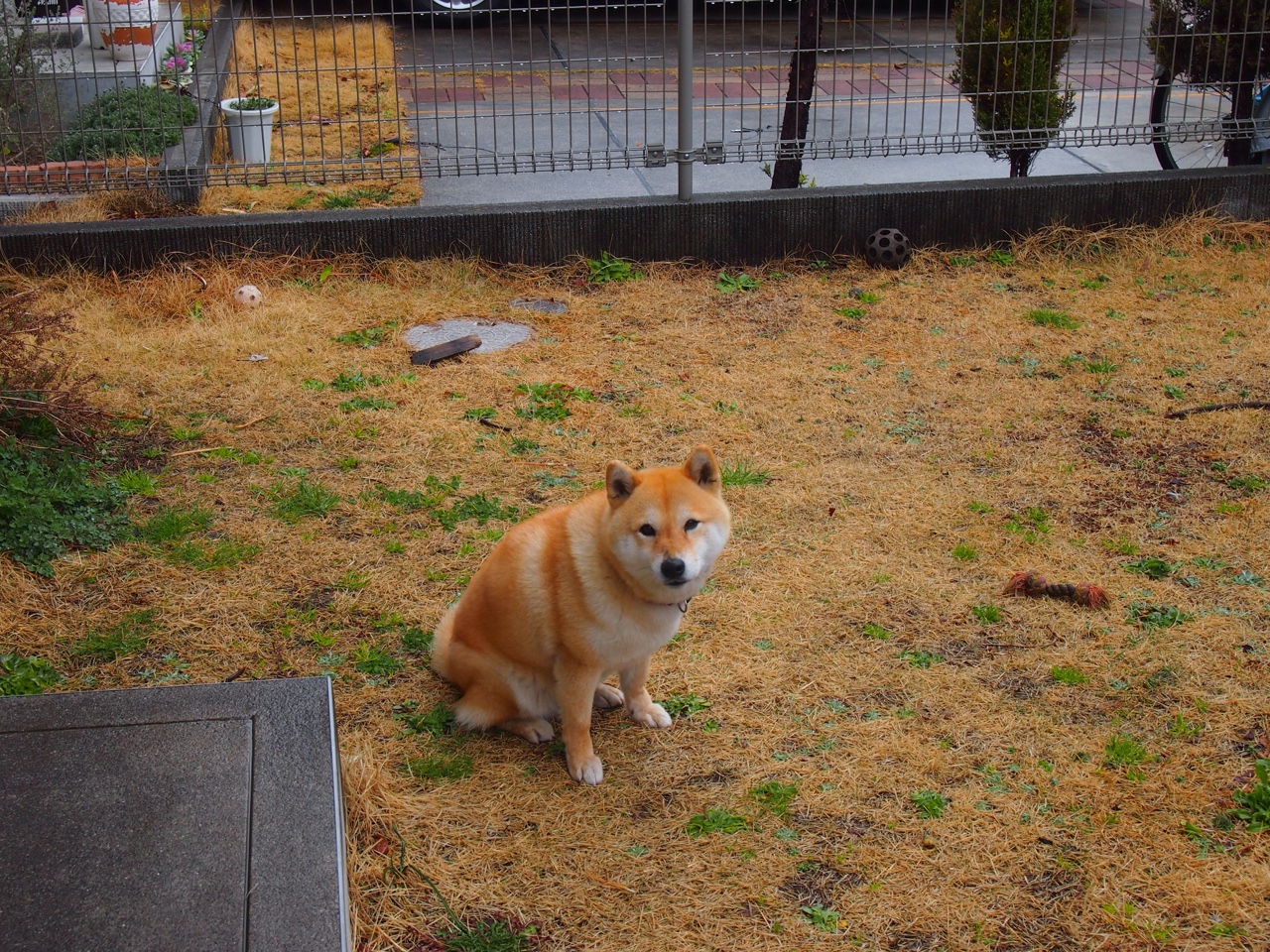 惊艳灰熊现，布克定乾坤，末节风暴改写剧本