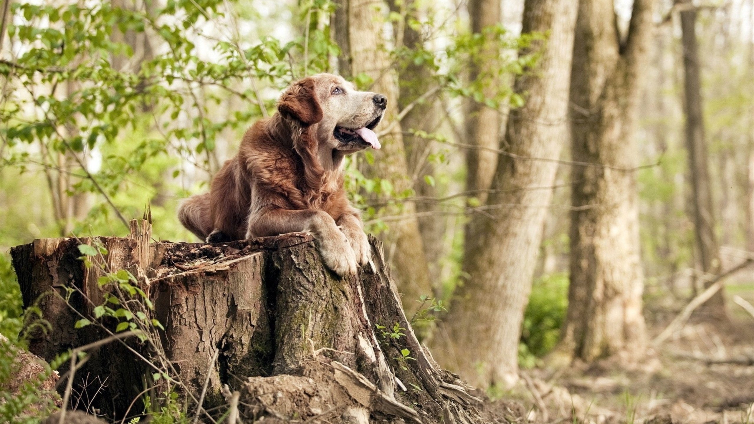 刀锋上的独舞与齿轮间的绞杀，当欧文的极致艺术遭遇猛龙的冰冷铁律