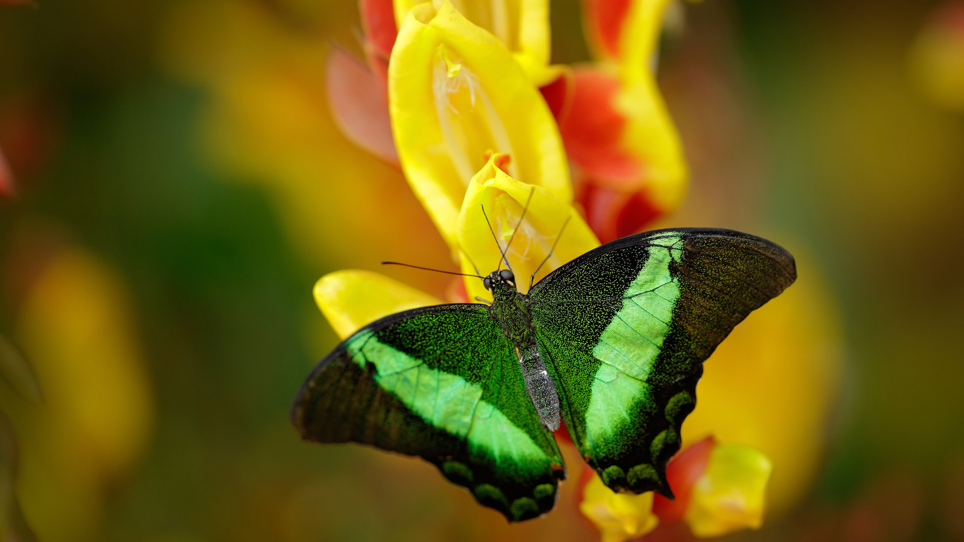 重新定义唯一性,当米切尔在雄鹿太阳的战场撕碎巨星模板
