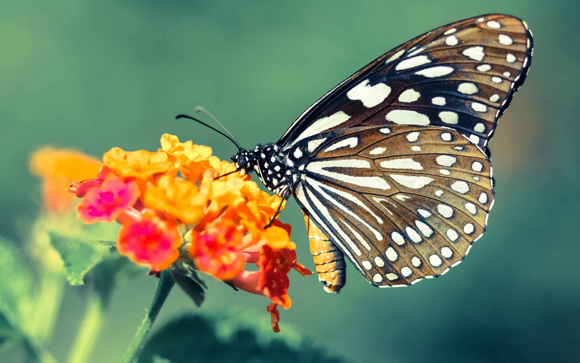 夜幕猎手与危险双面，阿劳霍在F1街道赛的持续杀伤艺术
