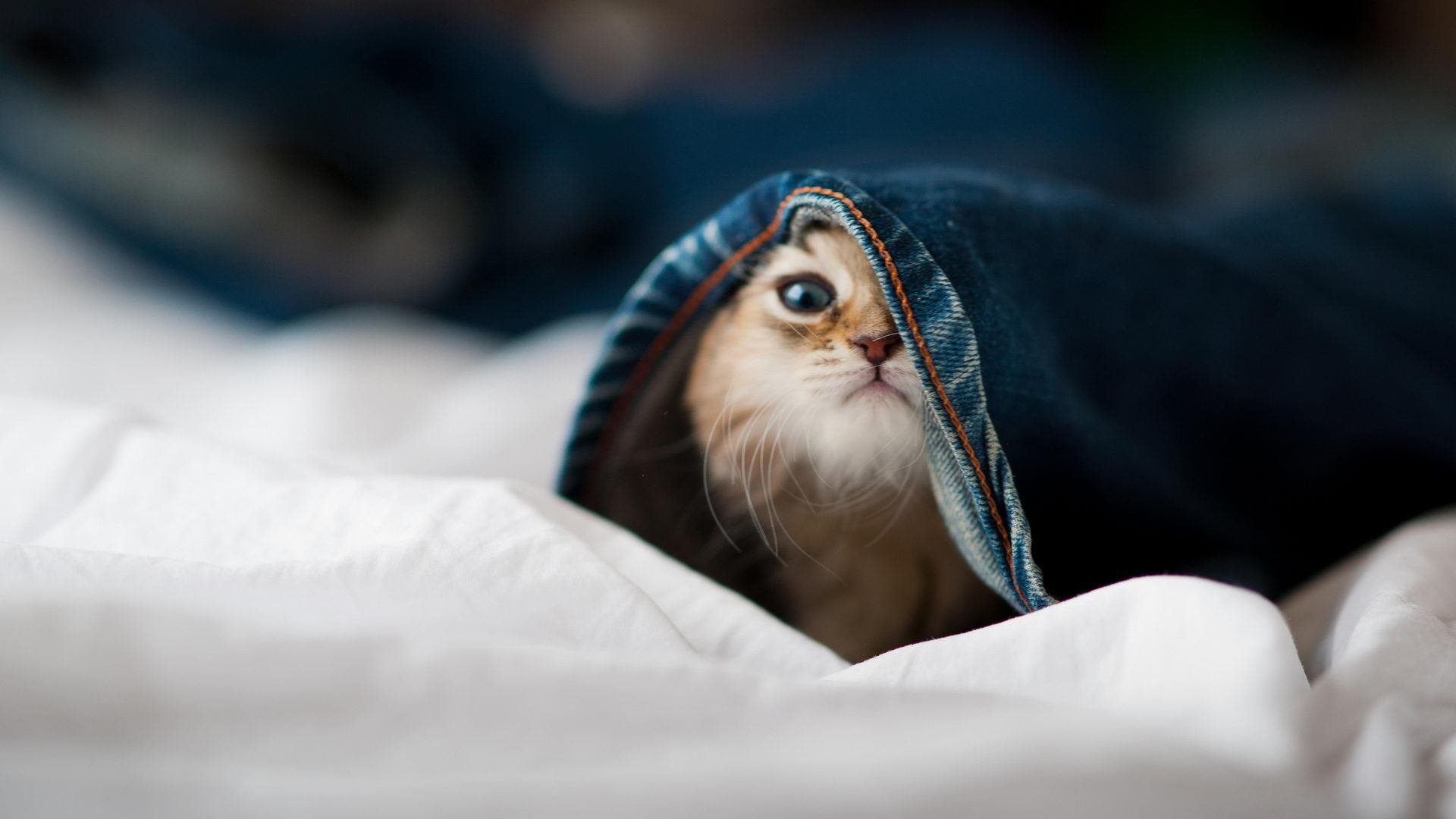 蓝光时刻的缔造者，当英格拉姆按下那个悬于一线的开关