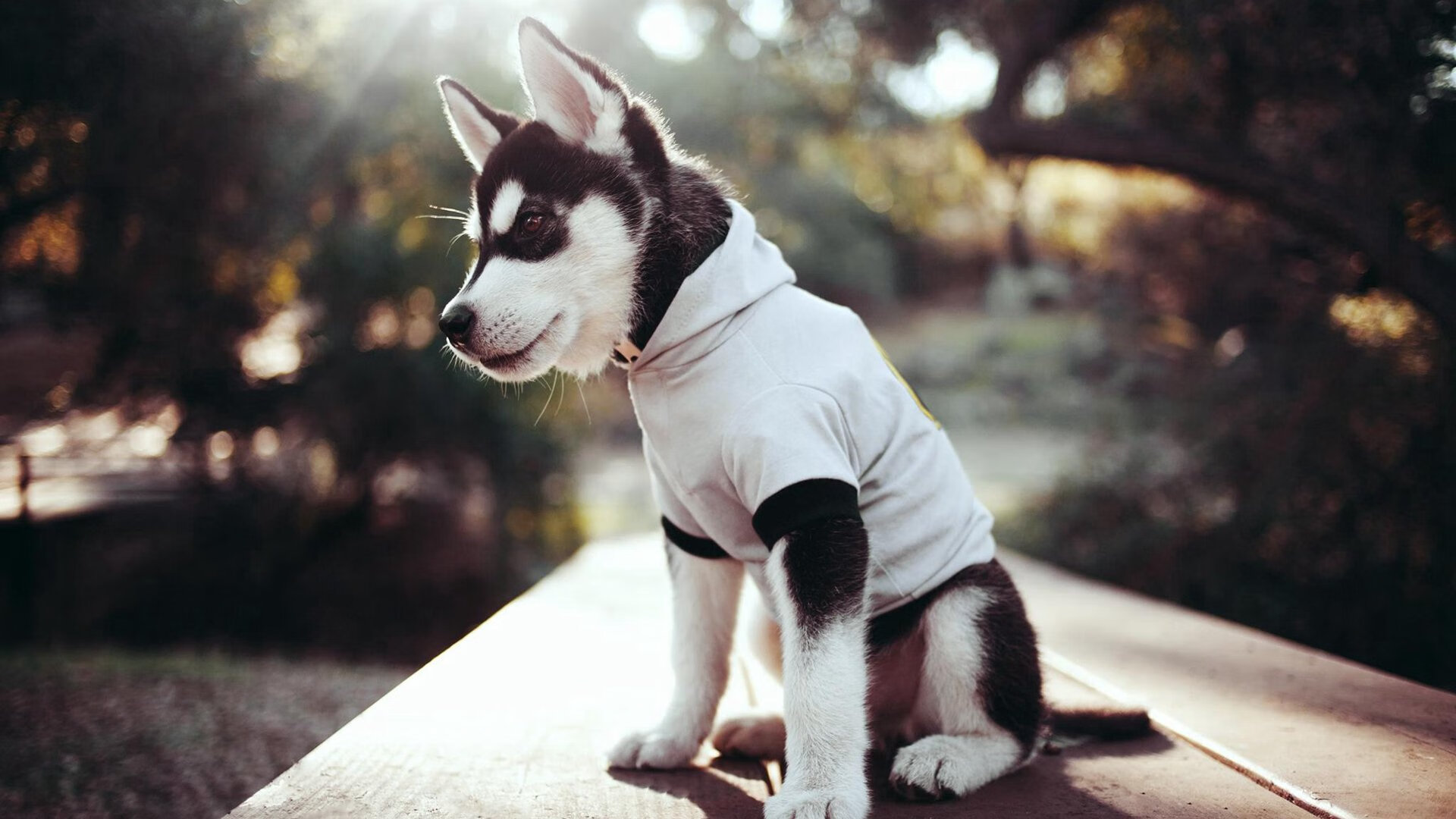 凭空降临的35号,当武切维奇出现在步行者对活塞的战场上