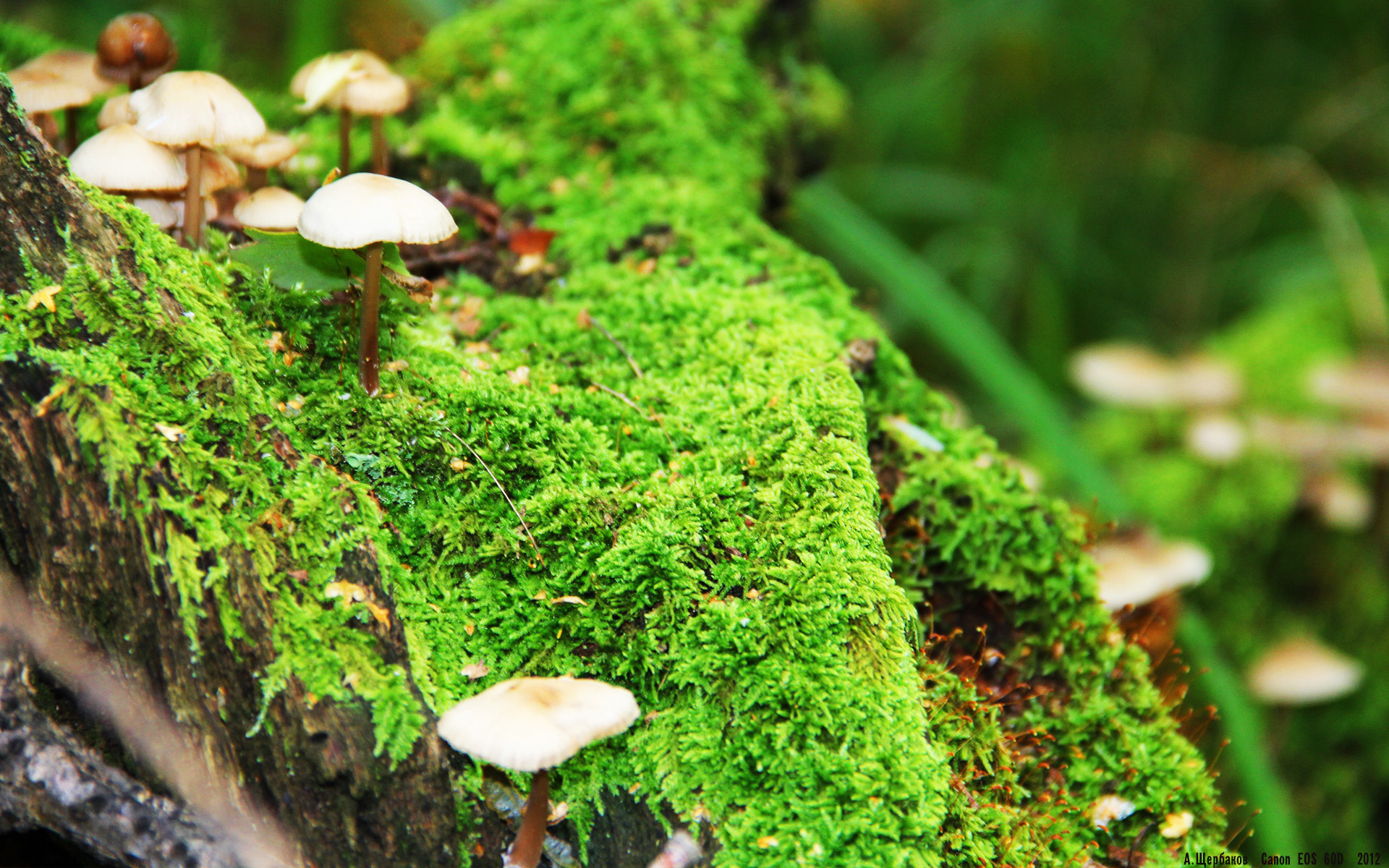 跨界之战，红色胎痕与橙色皮球