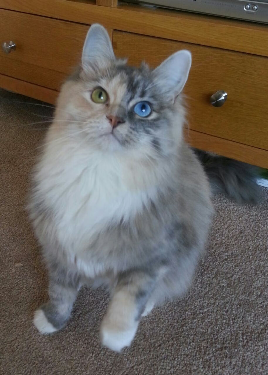 一剑封喉后的沉默,英格拉姆如何在牛马大战中完成自我救赎