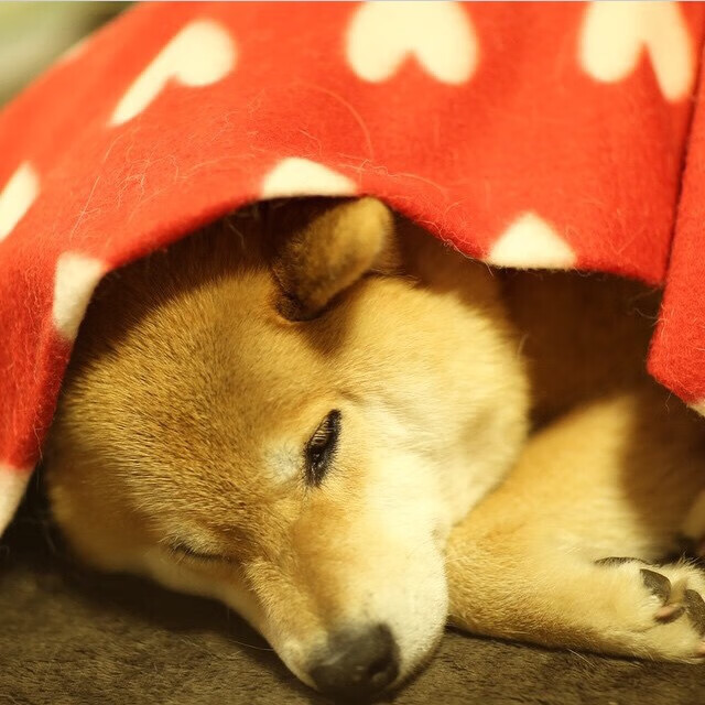 绿茵场与硬木地板的共鸣，当欧冠的悬念照进NBA的强行终结