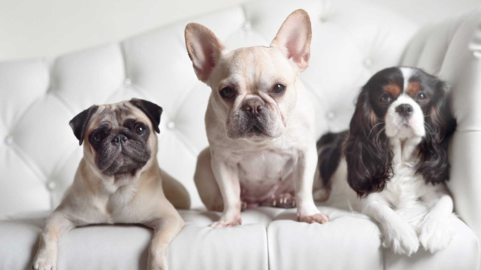 范弗利特风暴席卷球场！开拓者防线在他的狂轰滥炸下彻底崩塌