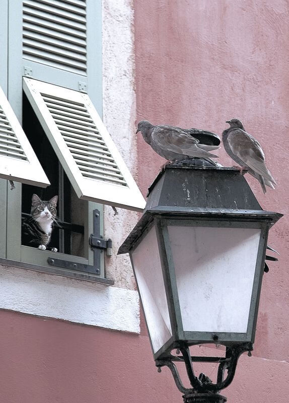 交响乐中的独奏者，佛罗伦萨强势晋级，C罗奏响决定性音符