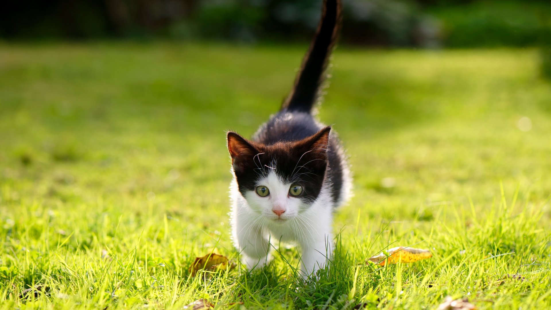 跨越体育的荣耀，哈利伯顿里程碑与西甲国家德比之夜的交织